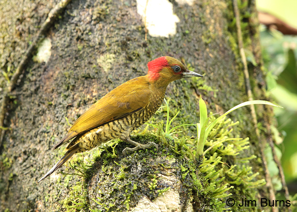 Rufous-winged Woodpecker female
