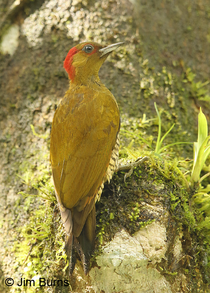 Rufous-winged Woodpecker female dorsal view