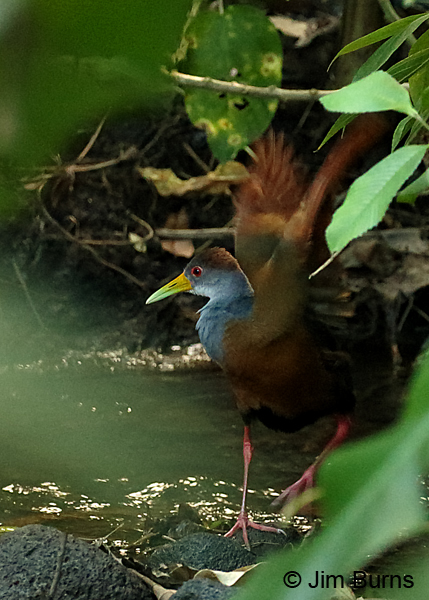 Russet-naped Wood-Rail wingstretch