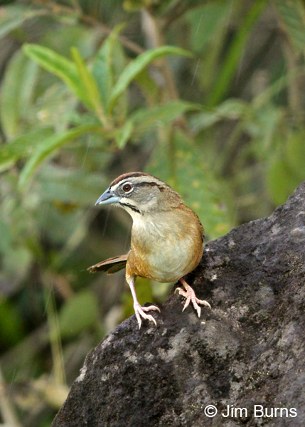 Rusty Sparrow in the rain