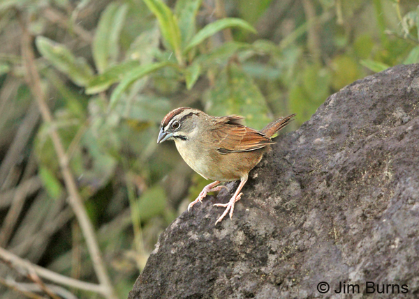 Rusty Sparrow