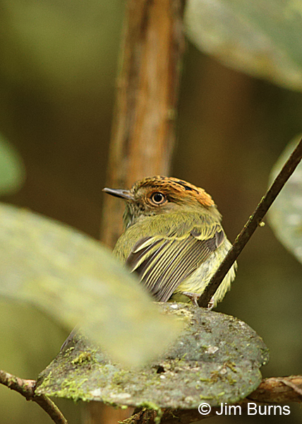 Scale-crested Pygmy-Tyrant dorsal view