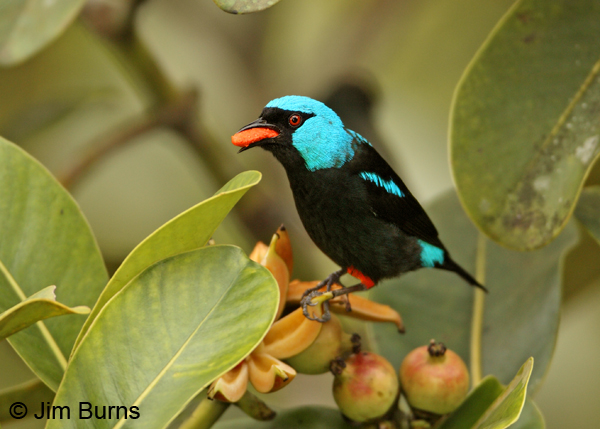 Scarlet-thighed Dacnis male with fruit