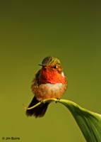 Scintillant Hummingbird male