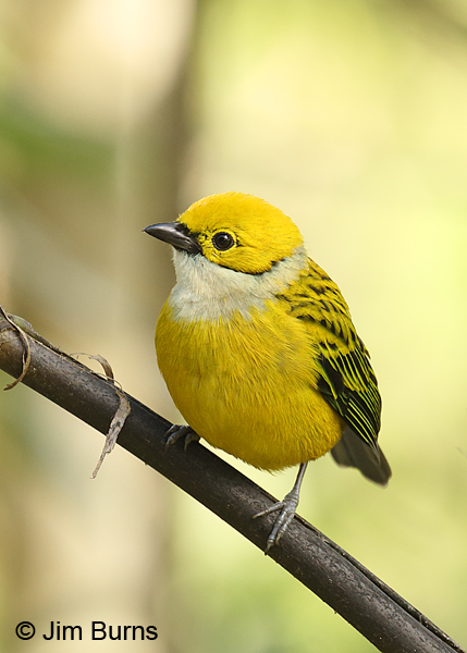 Silver-throated Tanager vertical
