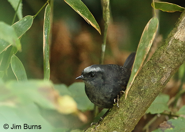 Silvery-fronted Tapaculo, Tapanti NP
