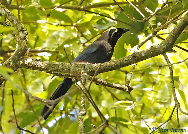 Silvery-throated Jay showing crown marking--5961