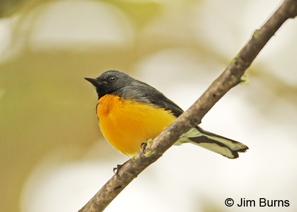 Slate-throated Redstart ventral view