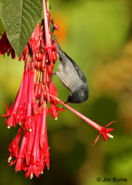 Slaty Flowerpiercer male piercing flower