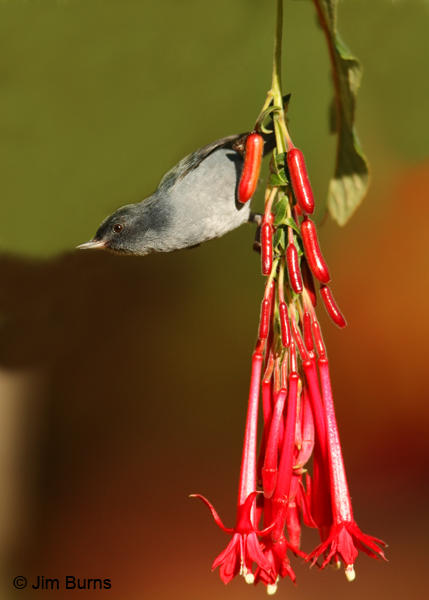 Slaty Flowerpiercer male