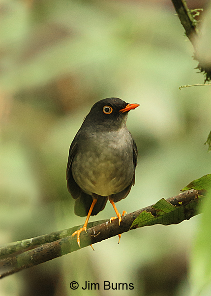 Slaty-backed Nightingale-Thrush ventral view