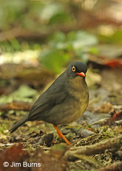 Slaty-backed Nightingale-Thrush