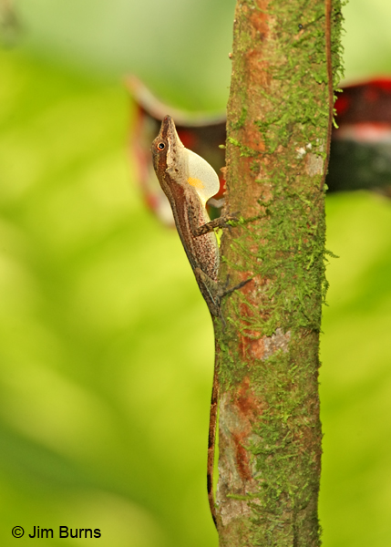 Slender Anole male displaying