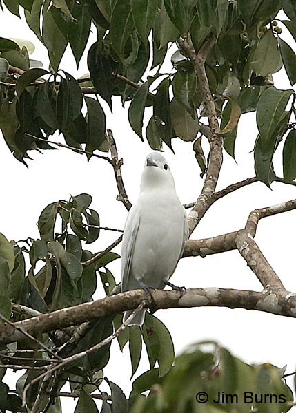 Snowy Cotinga male vertical