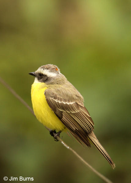Social Flycatcher showing red crown patch