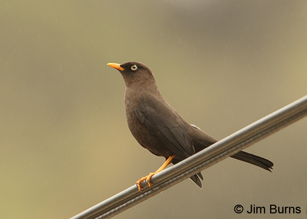 Sooty Thrush female on wire in the rain
