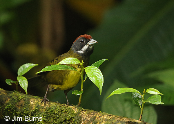 Sooty-faced Finch, Tapanti NP