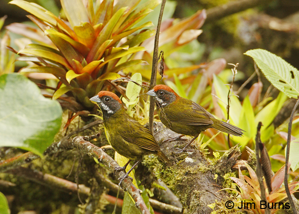 Sooty-faced Finch pair