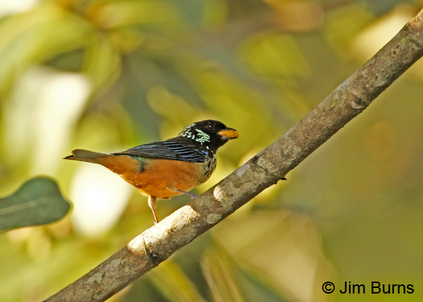 Spangle-cheeked Tanager with flower petal