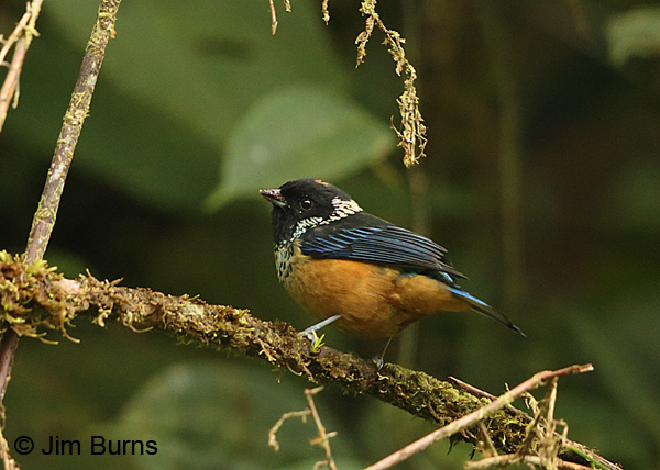 Spangle-cheeked Tanager ventral view