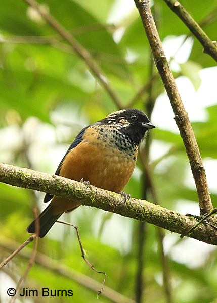 Spangle-cheeked Tanager close-up