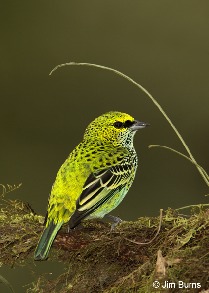 Speckled Tanager dorsal view