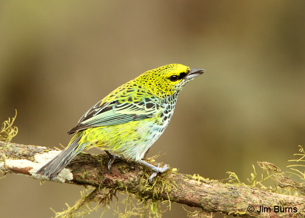 Speckled Tanager guarding food source