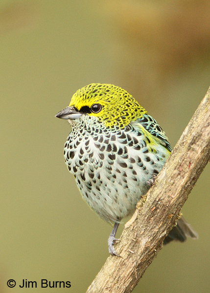 Speckled Tanager on branch