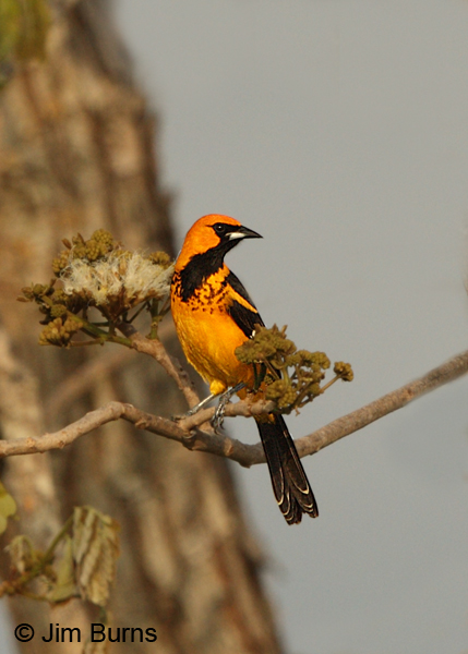 Spot-breasted Oriole in tree
