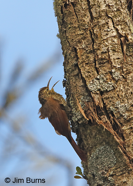 Spot-crowned Woodcreeper calling