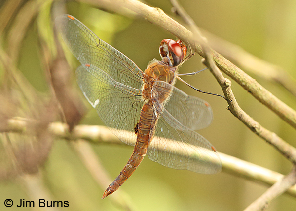 Spot-winged Glider female, Arenal, CR, August 2014