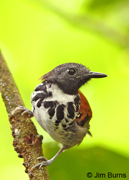 Spotted Antbird, Arenal