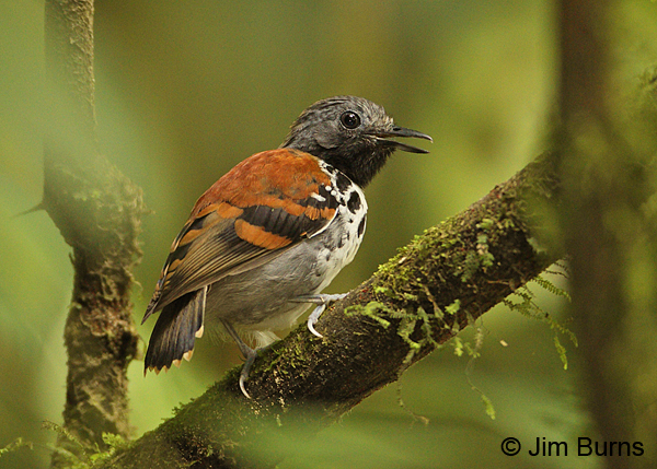 Spotted Antbird male calling