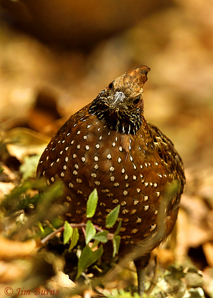 Spotted Wood-Quail female ventral close-up--6232