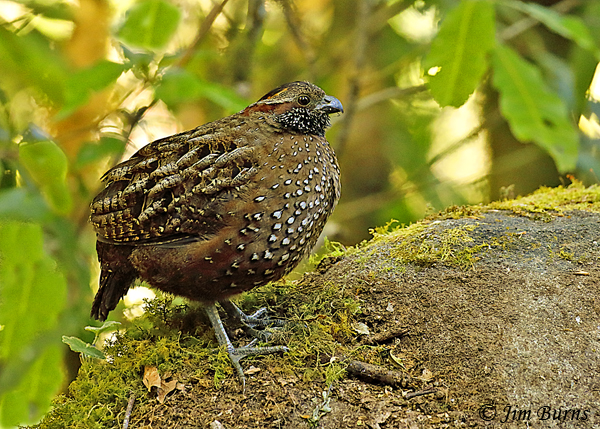 Spotted Wood-Quail male--6582