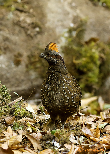 Spotted Wood-Quail female with crest raised--6601