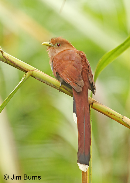 Squirrel Cuckoo, Arenal