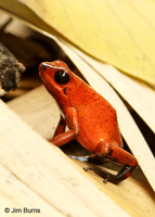 Strawberry Poison-arrow Frog