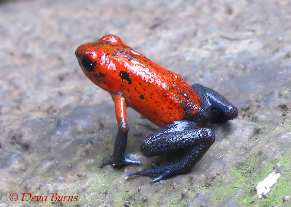 Strawberry Poison-arrow Frog showing off "blue jeans"
