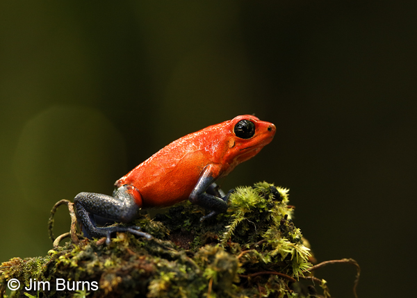 Strawberry Poison-arrow Frog in moss