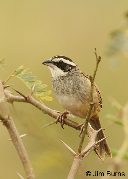 Stripe-headed Sparrow ventral view
