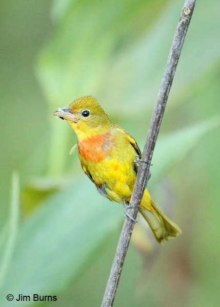 Summer Tanager 1st spring male with bug
