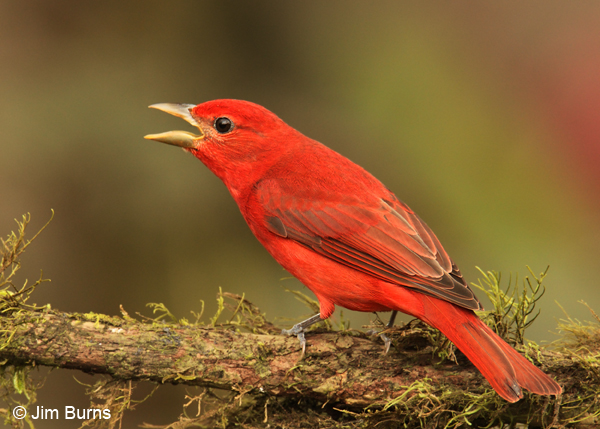 Summer Tanager male defending food source