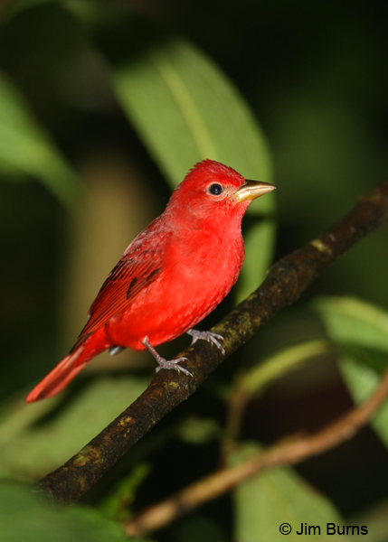Summer Tanager male