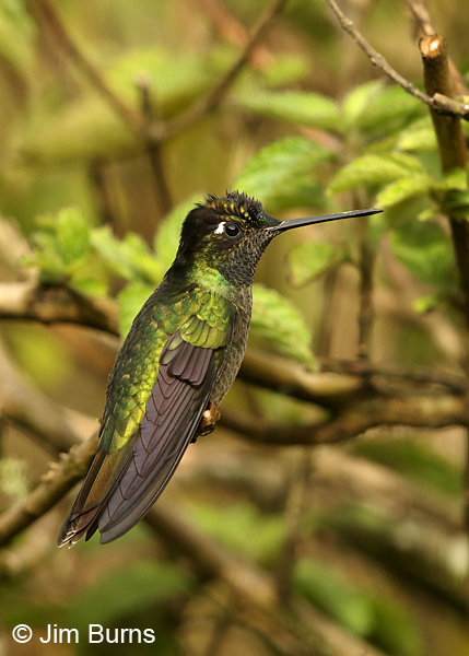 Talamanca Hummingbird male showing no colors