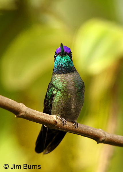 Talamanca Hummingbird male colors