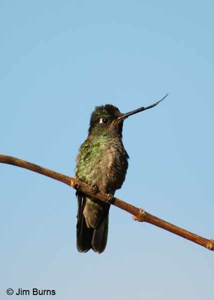Talamanca Hummingbird with broken upper mandible