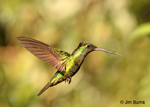 Talamanca Hummingbird female hovering at flower
