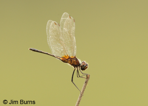 Tawny Pennant female, Pital, CR, December 2013