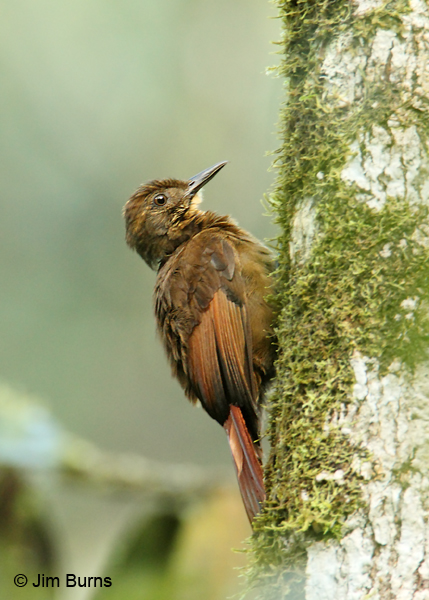 Tawny-winged Woodcreeper showing two-toned wing
